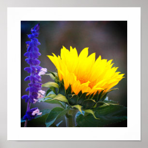 Póster Girasol Amarillo Brillante Foto de Salvia Rusa Púr