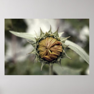 Póster Girasol amarillo con pétalos cerrados
