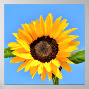 Póster Girasol Amarillo Contra Sol en Cielo Azul - Verano