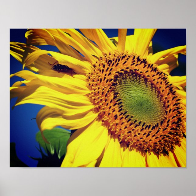 Póster Girasol Amarillo Gigante Y Amigo De Insectos (Frente)