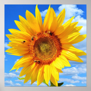 Póster Girasol amarillo y abejas en el cielo azul - Día d