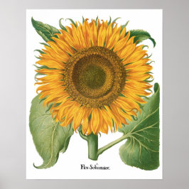 Póster Girasol Antiguo por Basilius Besler