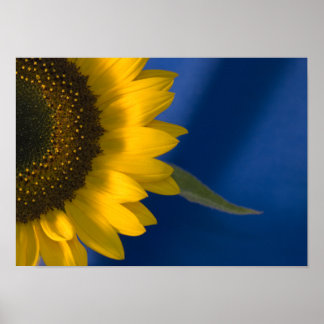 Póster Girasol azul