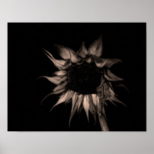 Póster Girasol - Bella Artes de Sepia Fotografía única de