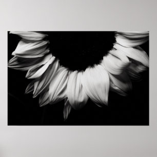 Póster Girasol blanco y negro