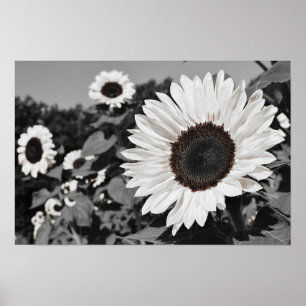 Póster Girasol blanco y negro