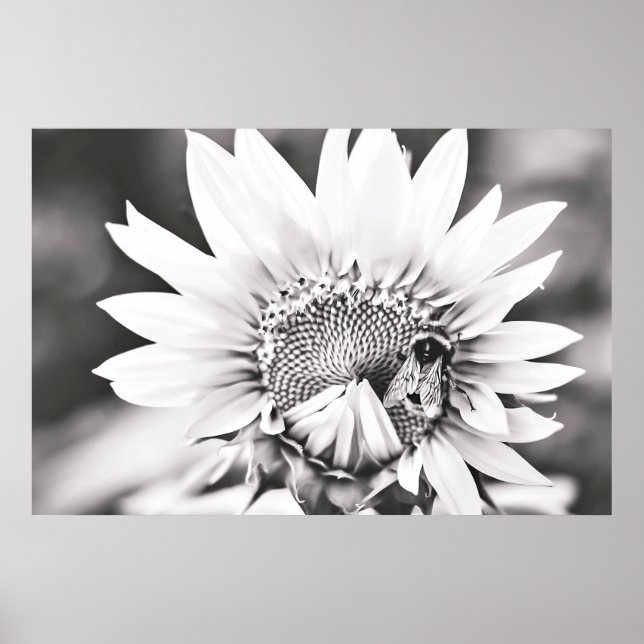Póster Girasol blanco y negro y abeja (Frente)