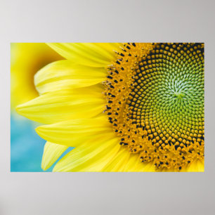 Póster Girasol brillante