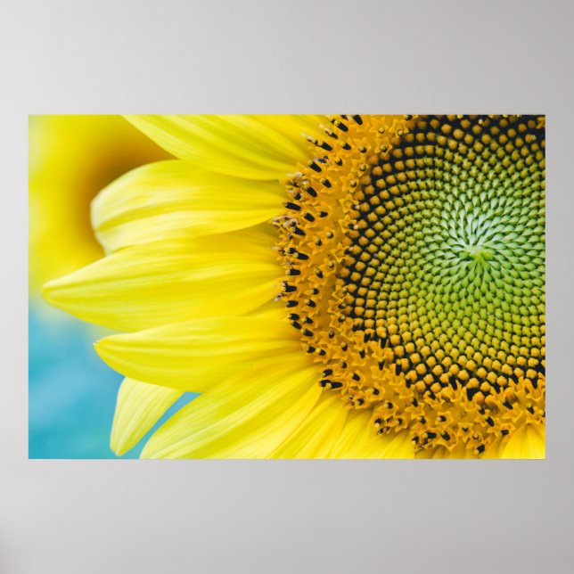 Póster Girasol brillante (Frente)