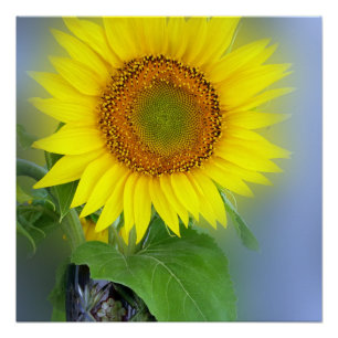 Póster girasol brillante