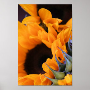Póster Girasol brillante de verano