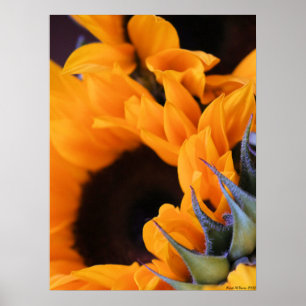 Póster Girasol brillante de verano