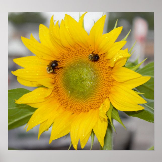 Póster Girasol con abejas (Frente)