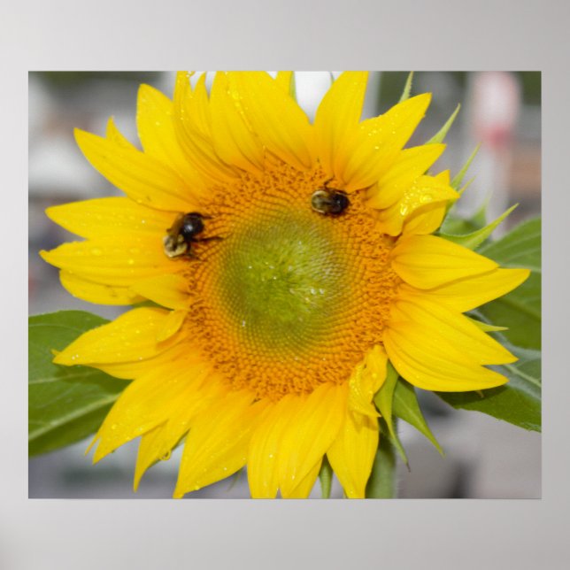 Póster Girasol con Abejas (Frente)