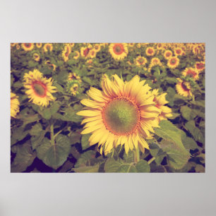 Póster Girasol con efecto filtro estilo retro vintage