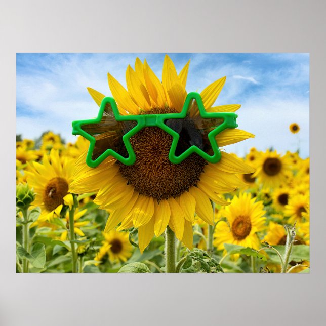 Póster Girasol con gafas de sol de la estrella (Frente)