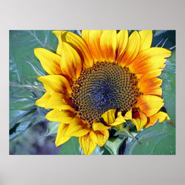 Póster girasol con gotitas de agua (Frente)