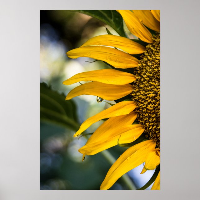 Póster Girasol Con Gotitas De Lluvia Foto (Frente)