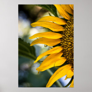 Póster Girasol Con Gotitas De Lluvia Foto