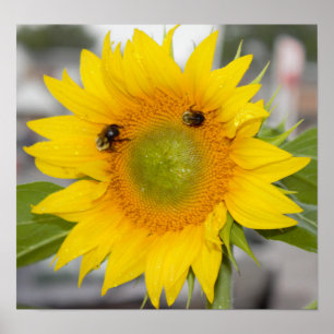 Póster Girasol con las abejas