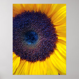 Póster Girasol con Poster de cierre del Centro Azul