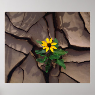 Póster Girasol creciendo de Barro Agrietado
