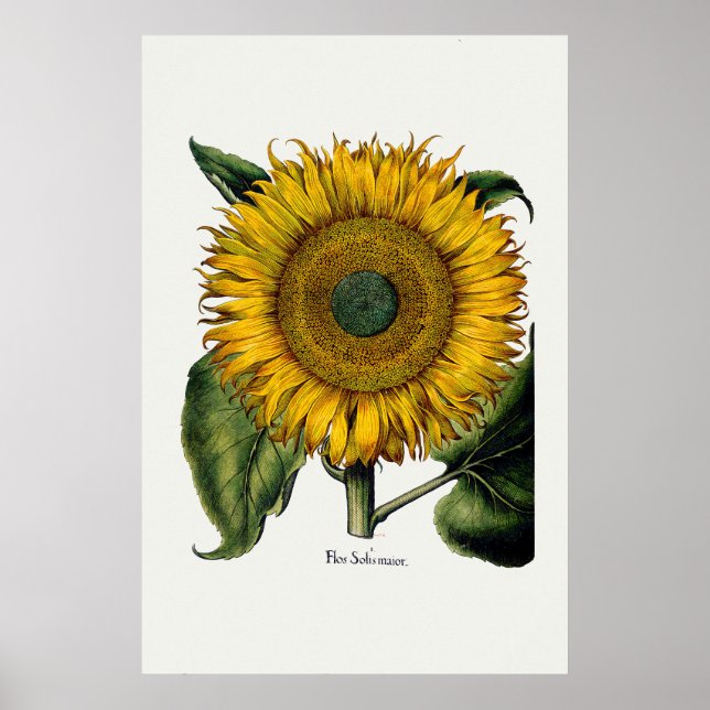 Póster Girasol de Hortus Eystettensis (Frente)
