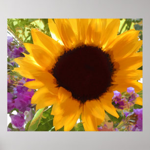 Póster Girasol de la sol