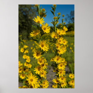 Póster Girasol de Maximiliano (Helianthus Maximiliani)