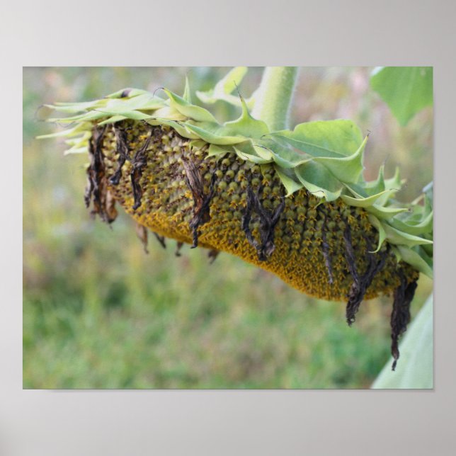 Póster Girasol Desvanecido en Primer Plano (Frente)