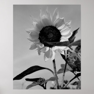 Póster Girasol en blanco y negro