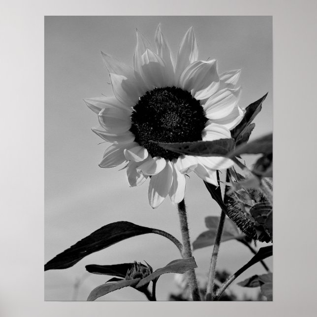 Póster Girasol en blanco y negro (Frente)