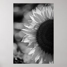 Póster Girasol En El Campo BW