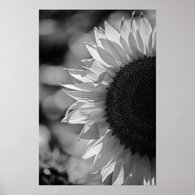 Póster Girasol En El Campo BW (Frente)