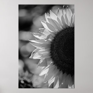 Póster Girasol En El Campo BW