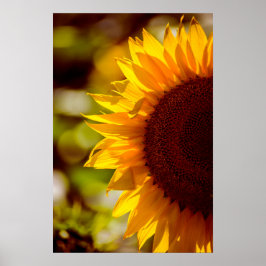 Póster Girasol En El Campo Fotografía