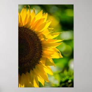 Póster Girasol En El Campo Fotografía