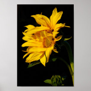 Póster Girasol entrelazado y su significado