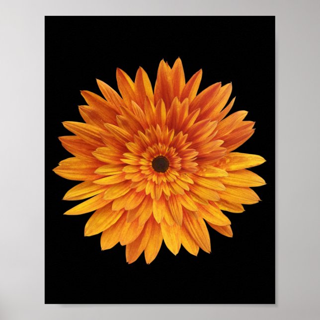Póster girasol flor flores   (Frente)