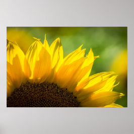 Póster Girasol Floral Fotografía De La Naturaleza