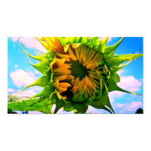 Girasol floreciente