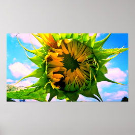Póster Girasol floreciente