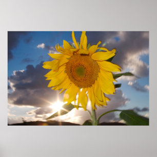 Póster Girasol híbrido soplando en el viento al atardecer
