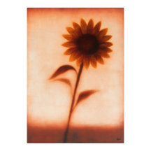 Girasol Himawari Abstracción Floral Japonesa
