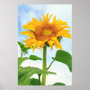 Póster Girasol, huerto comunitario, Lago Moses, WA, Estad