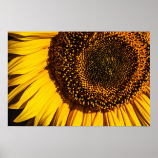 Póster - Girasol Primer Plano