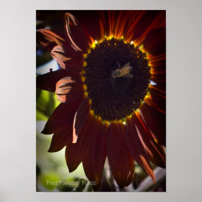 Póster Girasol rojo (Frente)