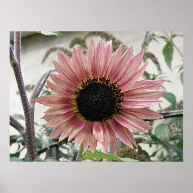 Póster Girasol rosa pálido (Frente)