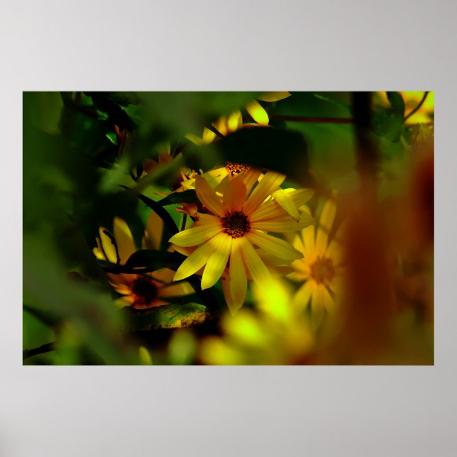 Póster Girasol salvaje (Frente)