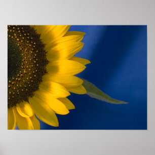 Póster Girasol sobre Azul